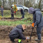 «Лісосмуги життя»: у Коростишівській громаді висаджено понад 1800 молодих дерев